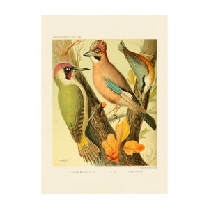 BIRDS Vintage PRINT - Green Woodpecker, Jay - Framed/Unframed