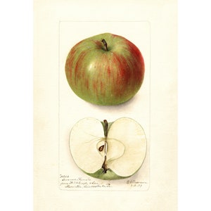 May include: Watercolor illustration of an apple, whole and sliced, showcasing its green and red hues. The top apple is whole, while the bottom one is cut in half, revealing the seeds. Text at the bottom provides details about the apple variety.