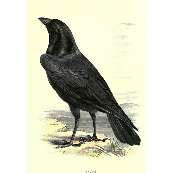 RAVEN - Antique Lithograph - Giclee Print - Framed/Unframed