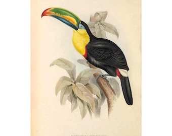 May include: A toucan with a large, colorful beak perched on a branch with green leaves. The toucan is black with a yellow chest and red accents. The text "RAMPHASTOS CARINATUS - Jamaica -  Short-billed Toucan" is printed below the image.