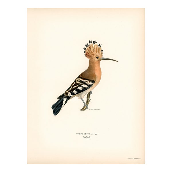 Hoopoe Fine Art Print - Antique Lithograph from 1927 - A3/A4 Framed/Unframed