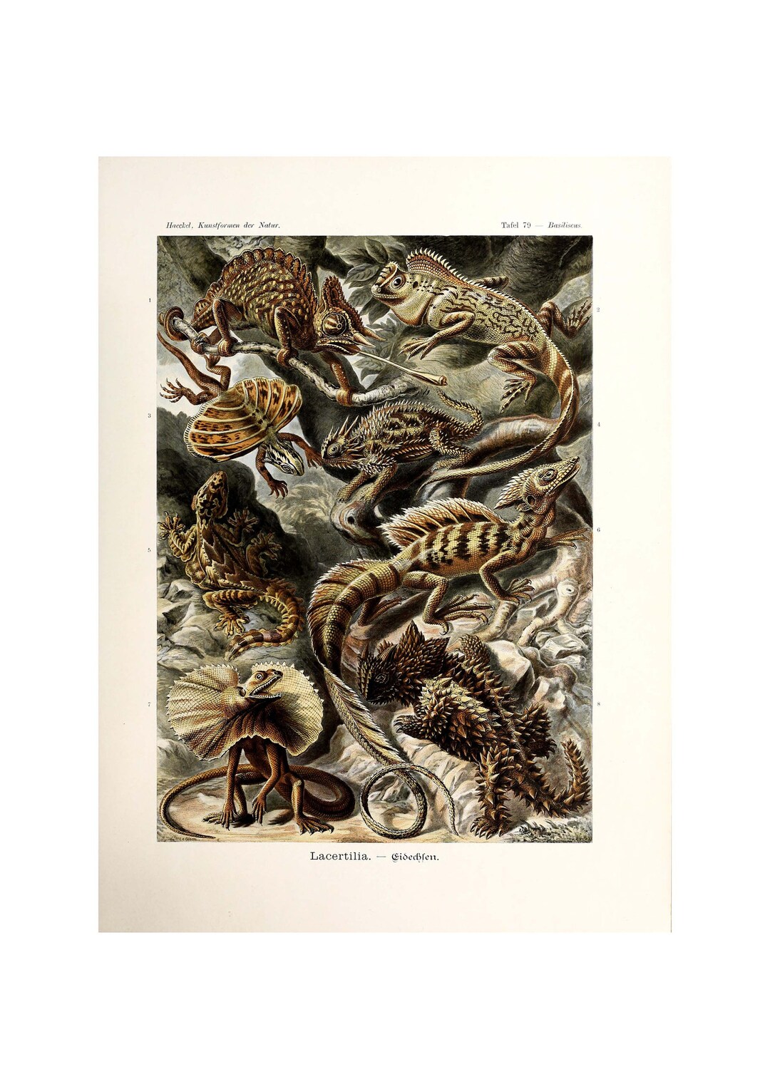 Ernst Haeckel Art Forms In Nature Lacertilia Eidechlen 1904