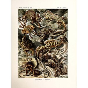 Ernst Haeckel - Art Forms in Nature : Lacertilia - Eidechlen (1904) - Giclee Fine Art Print- Framed/Unframed/Canvas