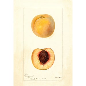 Pomological Watercolor Collection : Peaches (c. 1886-1916) - Giclee Fine Art Print - Framed/Unframed/Canvas