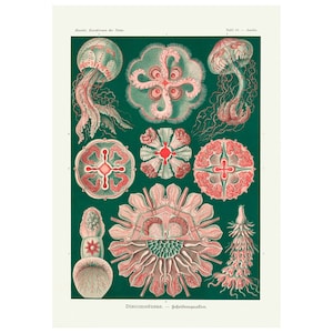 Ernst Haeckel - Art Forms in Nature : Discomedusae - Schweibenquallen (1904) - Giclee Fine Art Print- Framed/Unframed/Canvas
