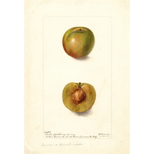 Pomological Watercolor Collection : Green Plum (c. 1886-1916) - Giclee Fine Art Print - Framed/Unframed/Canvas