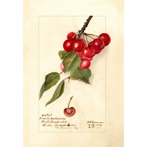 Pomological Watercolor Collection : Cherry (c. 1886-1916) - Giclee Fine Art Print - Framed/Unframed/Canvas