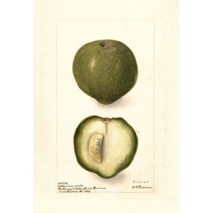 Pomological Watercolor Collection : White Sapote (c. 1886-1916) - Giclee Fine Art Print - Framed/Unframed/Canvas