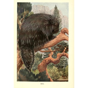 CANADIAN PORCUPINE - Antique Lithograph by Alfred Brehm - Giclee Print - Framed/Unframed