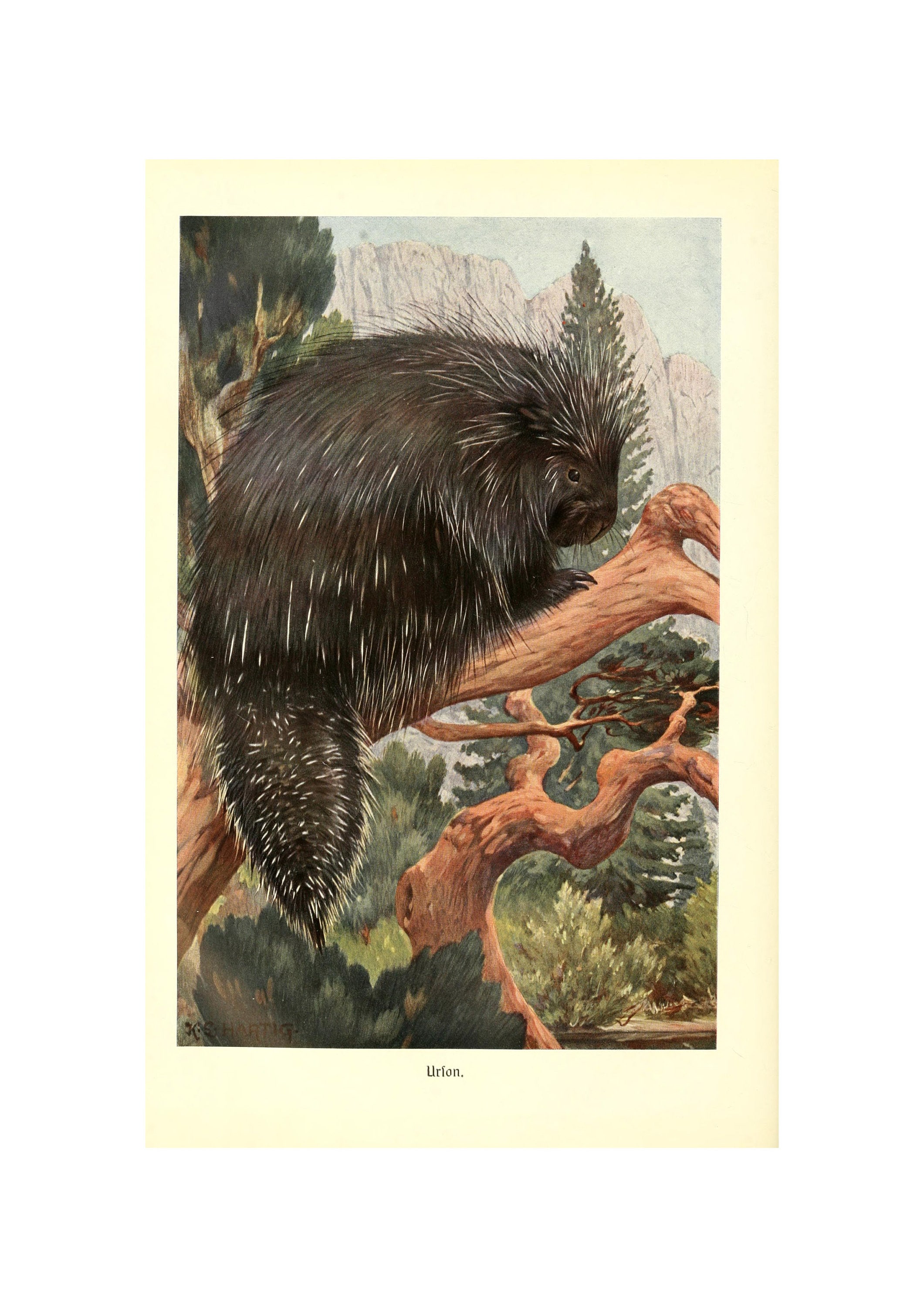 CANADIAN PORCUPINE - Antique Lithograph by Alfred Brehm - Giclee Print - Framed/Unframed