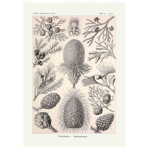 Ernst Haeckel - Formas de arte en la naturaleza: coníferas - Bapfenbäume (1904) - Impresión de bellas artes Giclée - Enmarcado/Sin marco/Lienzo