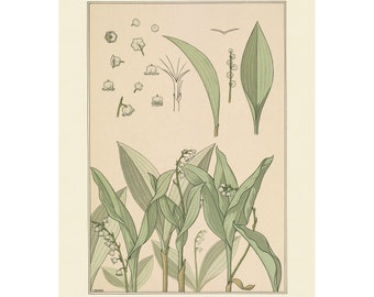 Lily of the Valley - Antique Lithograph from 1896 - Giclee Print - Framed/Unframed/Canvas