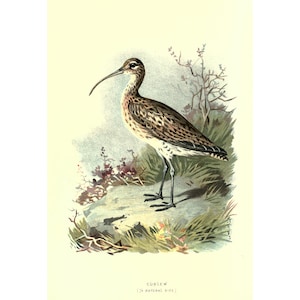 CURLEW - Antike Lithographie - Giclée-Druck - Gerahmt / Ungerahmt