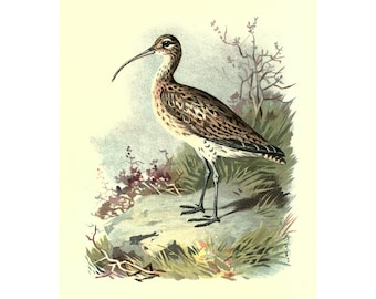 CURLEW - Antique Lithograph - Giclee Print - Framed/Unframed