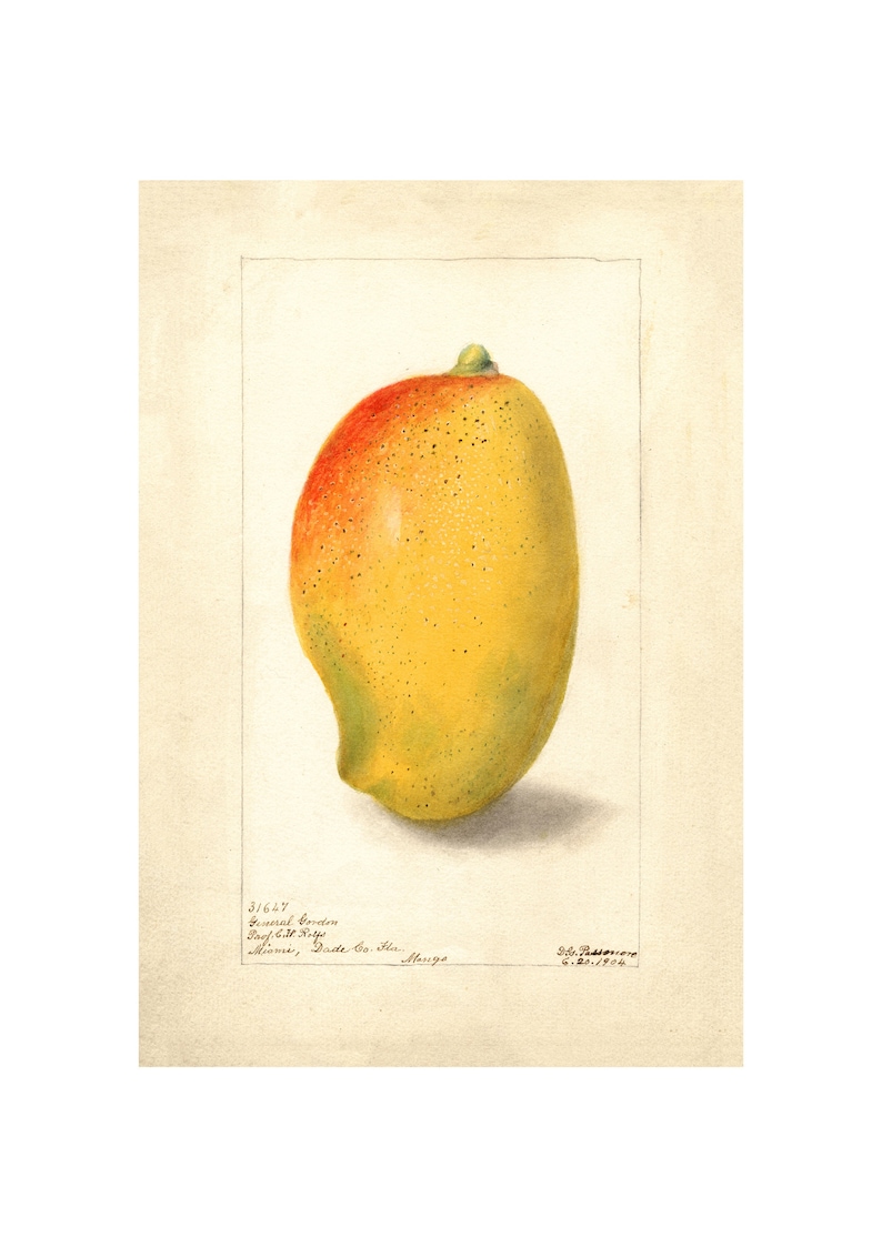 Pomological Watercolor Collection : Mango (c. 1886-1916) - Giclee Fine ...