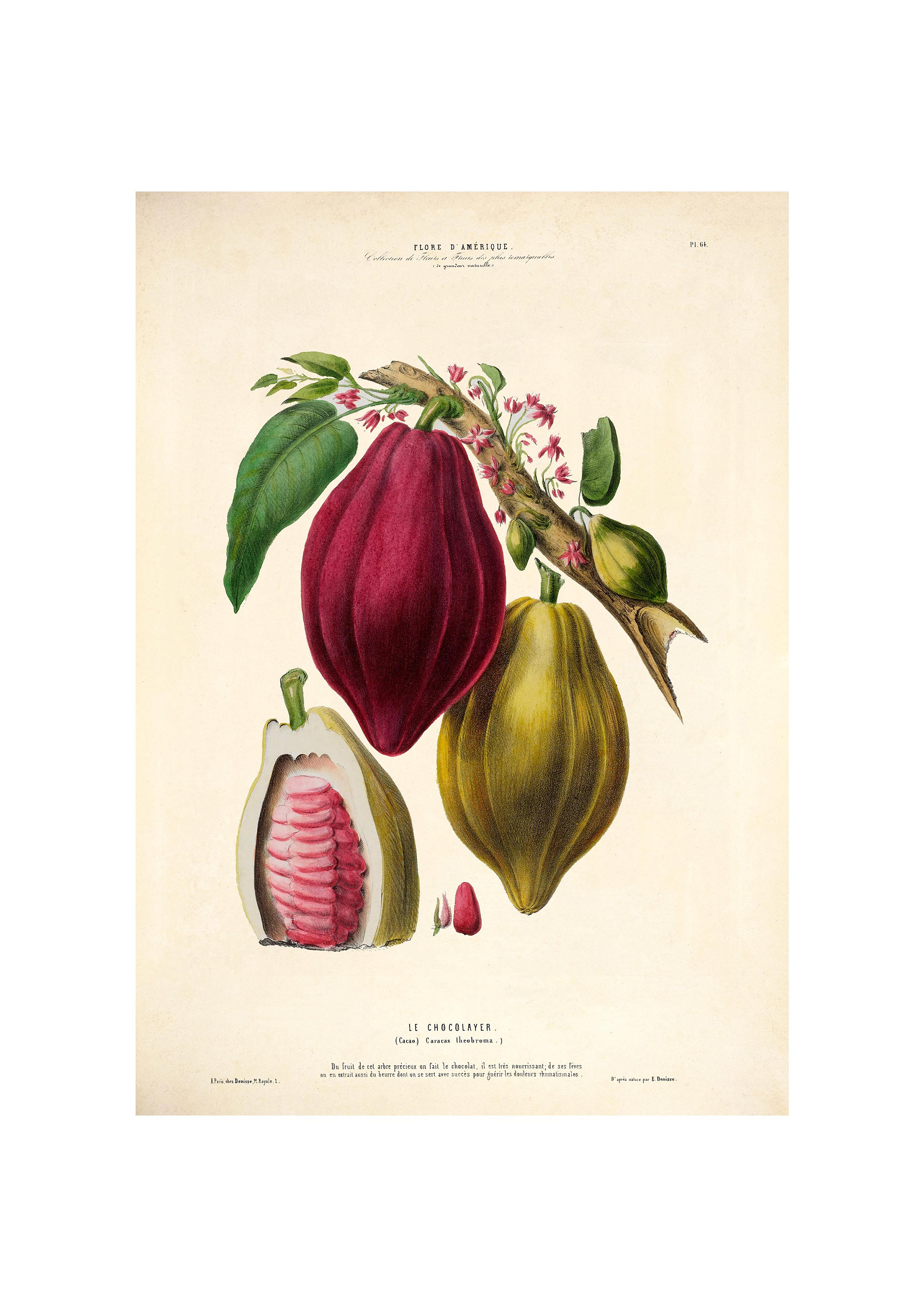 Chocolate Plant Cacao Tree  Old Botanical Fine Art Print - Framed / Unframed