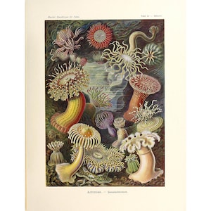 Ernst Haeckel - Formas de arte en la naturaleza: Actiniae - Anémonas de mar (1904) - Impresión de bellas artes Giclée - Enmarcado/Sin marco/Lienzo