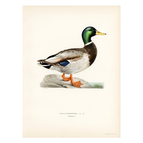 MALLARD Fine Art Print - Antique Lithograph from 1927 - A3/A4 Framed/Unframed