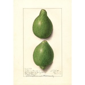 Pomological Watercolor Collection : Green Lemons (c. 1886-1916) - Giclee Fine Art Print - Framed/Unframed/Canvas