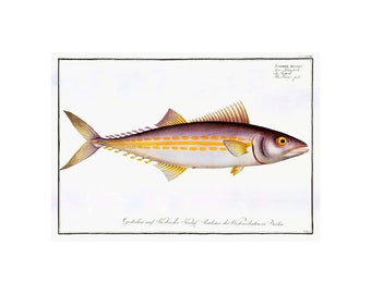 Mackerel - Antique Lithograph - Giclee Print - Framed/Unframed