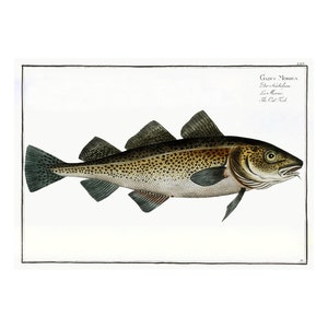 May include: A detailed illustration of a cod fish, with a light brown body covered in dark brown spots, and a white underbelly. The fish has a large head with a prominent mouth and a dark eye. The illustration is set against a white background with the text "Gadus Morhua, Der Schellfisch, Le Morue, The Cod Fish" in black.