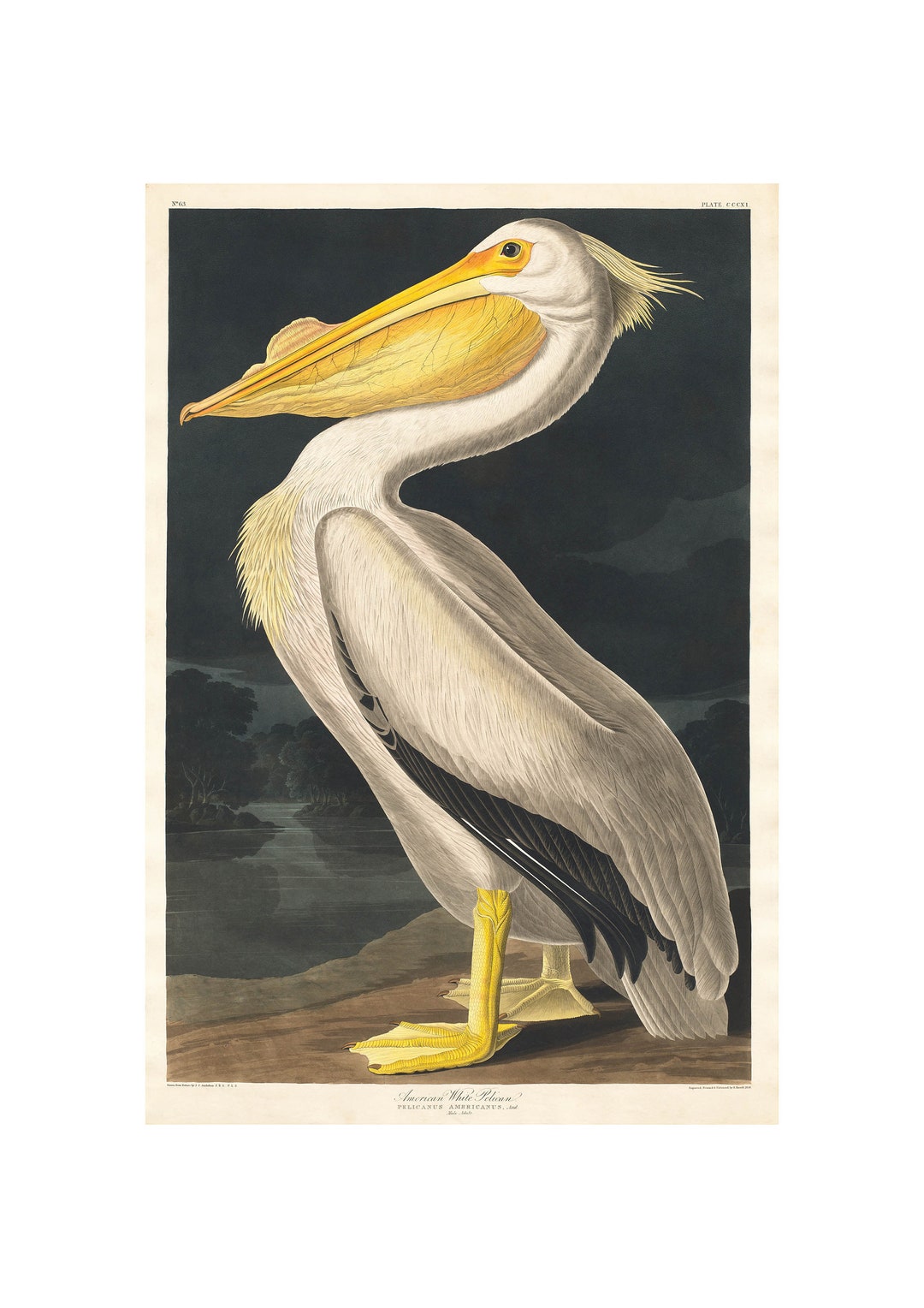 White Pelican - John James Audubon's Birds of America - Fine Art Print ...