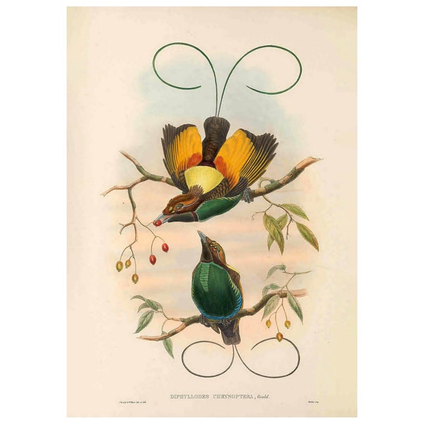 GOLDEN-WINGED BIRD of Paradise - Antique Lithograph - Giclee Print - Framed/Unframed