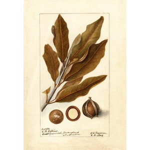 Pomological Watercolor Collection : Macadamia (c. 1886-1916) - Giclee Fine Art Print - Framed/Unframed/Canvas