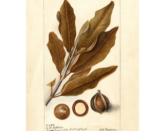 Colección de acuarelas pomológicas: Macadamia (c. 1886-1916) - Impresión artística giclée - Enmarcada/Sin marco/Lienzo