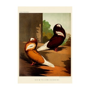 May include: A vintage illustration of two red and yellow Jacobin pigeons. The birds are perched on a branch with a green background. The illustration is from Cassell's Pigeon Book.