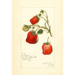 Pomological Watercolor Collection : Strawberry (c. 1886-1916) - Giclee Fine Art Print - Framed/Unframed/Canvas