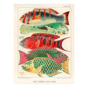 GREAT BARRIER REEF Fishes - Vintage Lithography from 1893 - A4/A3 Framed/Unframed