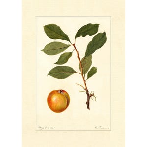 Pomological Watercolor Collection : Plums (c. 1886-1916) - Giclee Fine Art Print - Framed/Unframed/Canvas