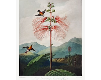 SENSITIVE PLANT - Antique Lithograph by Robert Thornton (1807) - Framed/Unframed