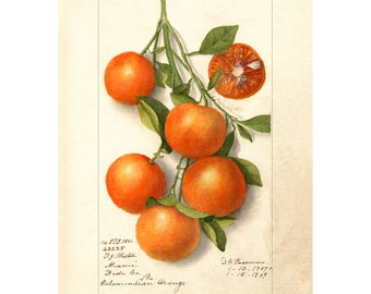 Pomological Watercolor Collection : Calamondin (c. 1886-1916) - Giclee Fine Art Print - Framed/Unframed/Canvas