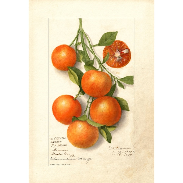 Philippine Vintage Art Etsy