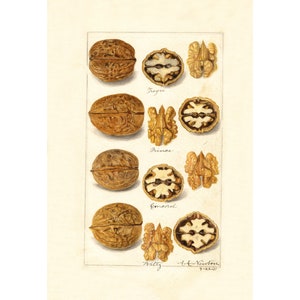 Pomological Watercolor Collection : Walnut (c. 1886-1916) - Giclee Fine Art Print - Framed/Unframed/Canvas