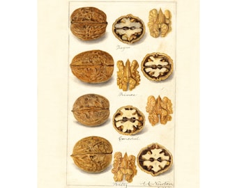 May include: A vintage illustration of four different types of walnuts, each labeled with its variety: Greyzn, Princee, Emcord, and Tilly. The walnuts are depicted in both whole and halved forms, showcasing their intricate textures and inner kernels.