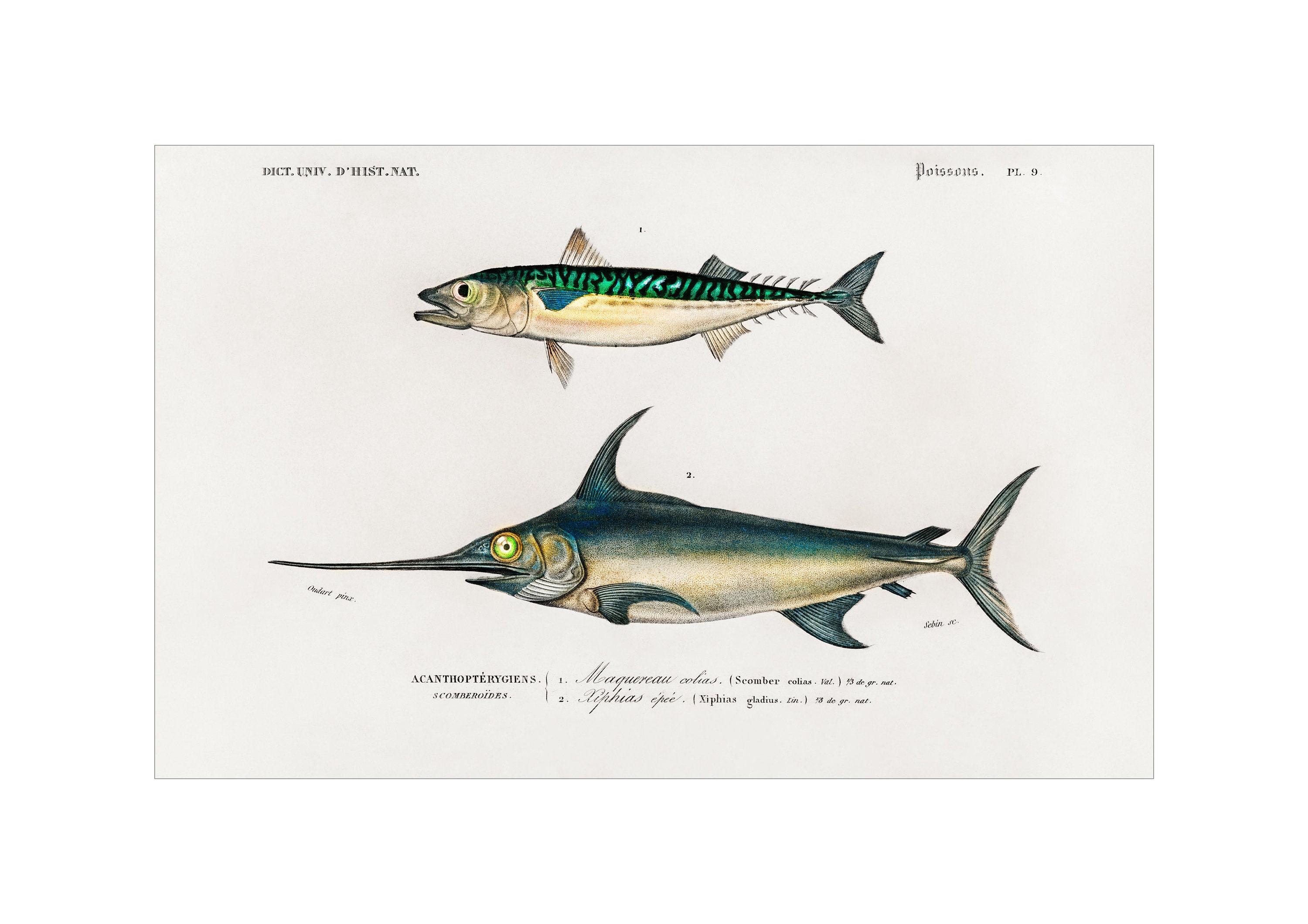 Swordfish and Mackerel Fish PRINT Charles Dessalines D' Etsy