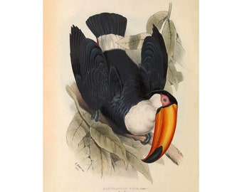 May include: A vintage illustration of a black and white toucan with an orange beak perched on a branch with green leaves. The illustration is titled "Ramphastos toco, Linn." and "Tow. Toucan."