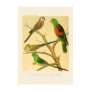 PARROT PRINT - Antique lithograph from 1880 - A4/A3 Framed/Unframed