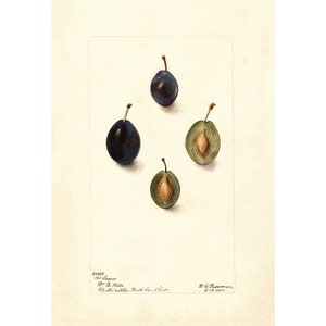 Pomological Watercolor Collection : Plums (c. 1886-1916) - Giclee Fine Art Print - Framed/Unframed/Canvas