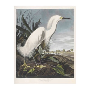 Snow Heron Print - &quot;Birds of America&quot;, 1827 by John Audubon Vintage Giclee Print - A4/A3 Framed/Unframed