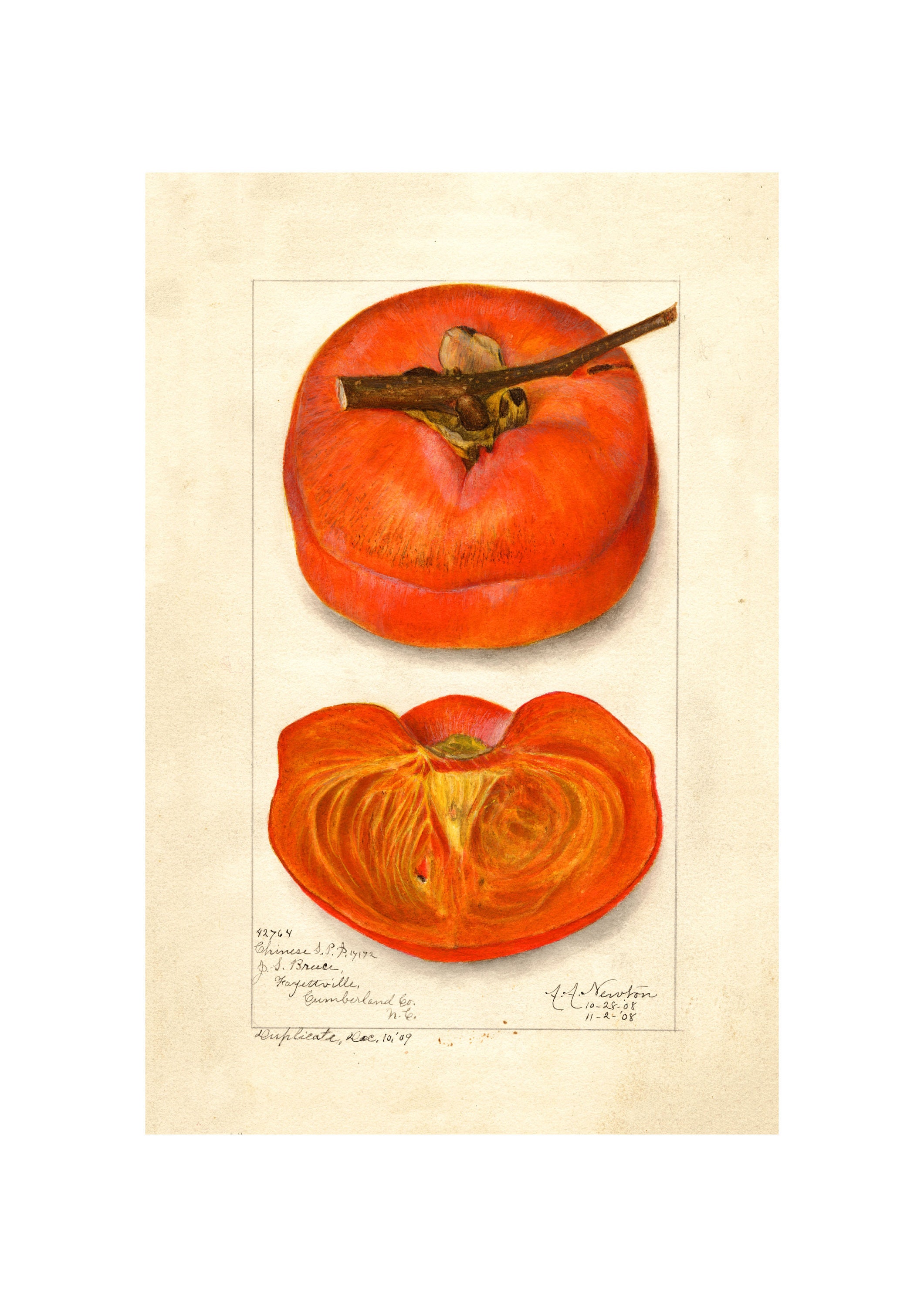 Pomological Watercolor Collection : Persimmon (c. 1886-1916) - Giclee Fine Art Print - Framed/Unframed/Canvas