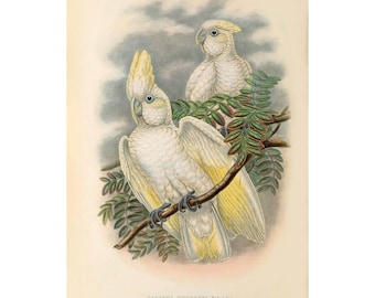 SOLOMONOS COCKATOO - Antique Lithograph - Giclee Print - Framed/Unframed