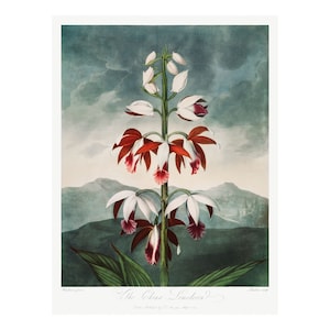 LIMODORUM CHINÊS - Litografia antiga de Robert Thornton (1807) - Emoldurada/Sem moldura