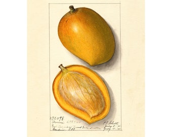 MANGO - Antique Lithograph - Giclee Print - Framed/Unframed