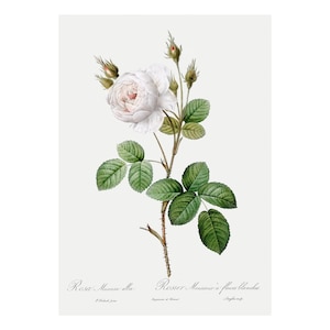 White Rose - Antique Lithograph - Giclee Print - Framed/Unframed