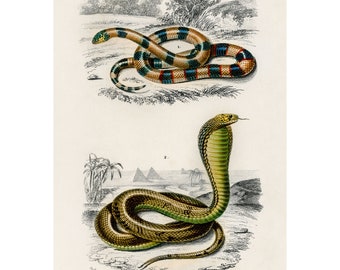 May include: An illustration of two snakes, a coral snake with red, black, and yellow bands and a cobra with a green and brown body. The illustration is from a book titled "Dict. Univ. D'Hist. Nat." and is labeled "Reptiles PL. 12."