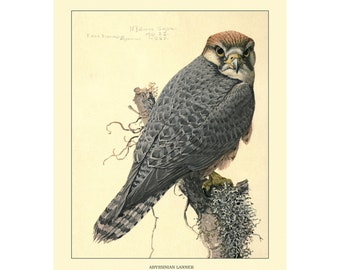 May include: A detailed illustration of an Abyssinian Lanners, a type of falcon, perched on a branch. The bird has a gray and brown plumage with a reddish-brown head. The illustration is labeled "Falco biarmicus abyssinicus" and "Abyssinian Lanners".